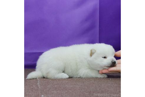 成約済の愛知県の柴犬-367175の4枚目